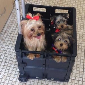 Meet your Posher, Roberto